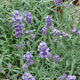 image de Lavandula angustifolia