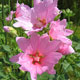 image de Malva thuringiaca (Lavatera thuringiaca)