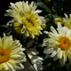 image de Leucanthemum x superbum