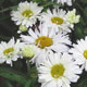 image de Leucanthemum x superbum