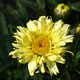 image de Leucanthemum x superbum