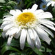 image de Leucanthemum x superbum