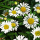 image de Leucanthemum x superbum