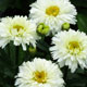 image de Leucanthemum x superbum