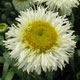 image de Leucanthemum x superbum