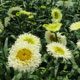 image de Leucanthemum x superbum