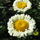 image de Leucanthemum x superbum