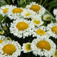 image de Leucanthemum x superbum