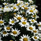 image de Leucanthemum x superbum