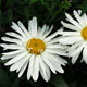 image de Leucanthemum x superbum