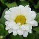 image de Leucanthemum x superbum