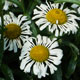 image de Leucanthemum x superbum