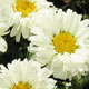 image de Leucanthemum x superbum