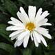 image de Leucanthemum x superbum