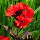 image de Lychnis x