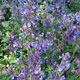 image de Nepeta faassenii