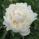 image de Paeonia