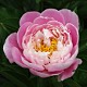 image de Paeonia