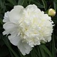 image de Paeonia