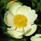 image de Paeonia