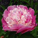 image de Paeonia