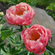 image de Paeonia