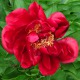 image de Paeonia