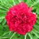 image de Paeonia