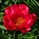 image de Paeonia