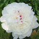 image de Paeonia