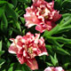 image de Paeonia