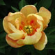 image de Paeonia