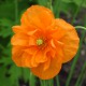 image de Papaver