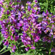 image de Penstemon