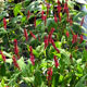 image de Persicaria amplexicaulis