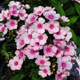 image de Phlox paniculata