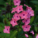 image de Phlox paniculata