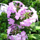 image de Phlox