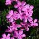 image de Phlox subulata