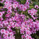 image de Phlox subulata