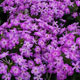 image de Phlox paniculata