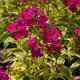 image de Phlox paniculata