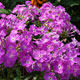 image de Phlox