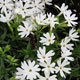 image de Phlox subulata