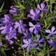 image de Phlox