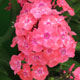 image de Phlox paniculata