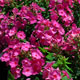 image de Phlox paniculata