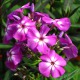 image de Phlox paniculata