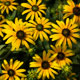 image de Rudbeckia