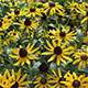 image de Rudbeckia fulgida sullivantii